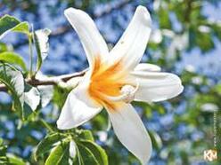 Фотопечать "белый тропический цветок"